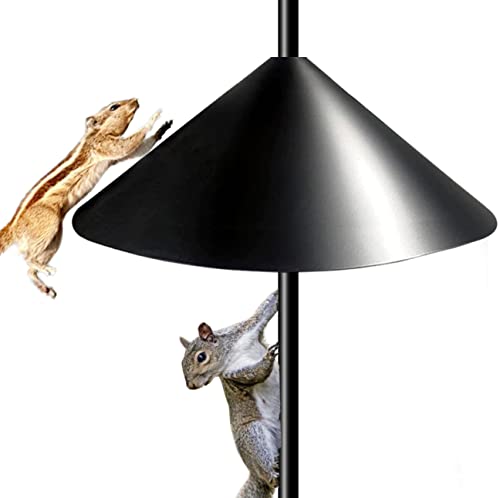 How to Keep a Squirrel Out of Bird Feeder​