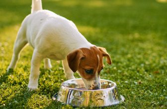 Is It Okay to Give Pets Tap Water​