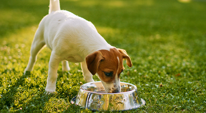 Is It Okay to Give Pets Tap Water​