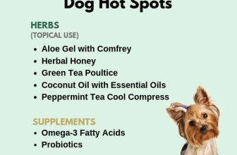 Treat Hot Spot Dog Home Remedy​