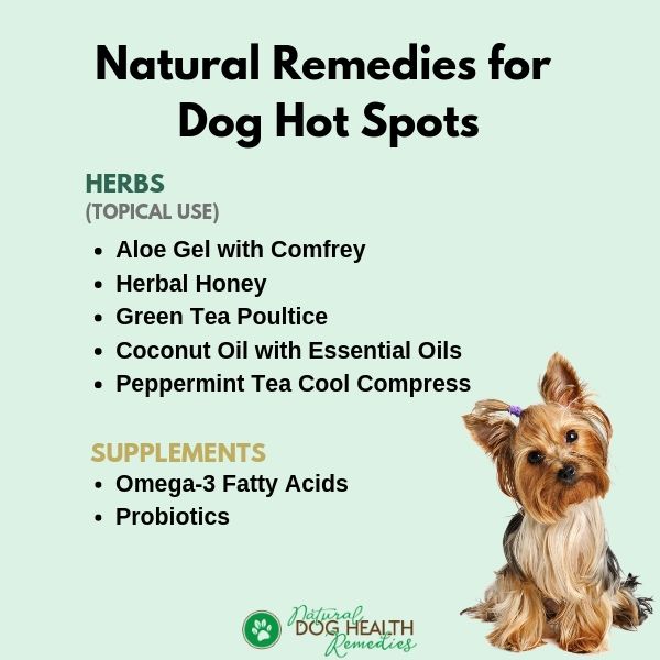 Treat Hot Spot Dog Home Remedy​