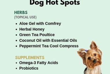 Treat Hot Spot Dog Home Remedy: Effective and Natural Solutions